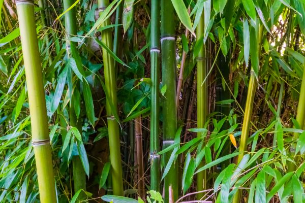 Bamboo Trimming in Lancaster