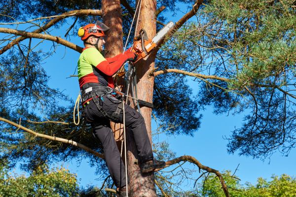 Tree Service in Lancaster
