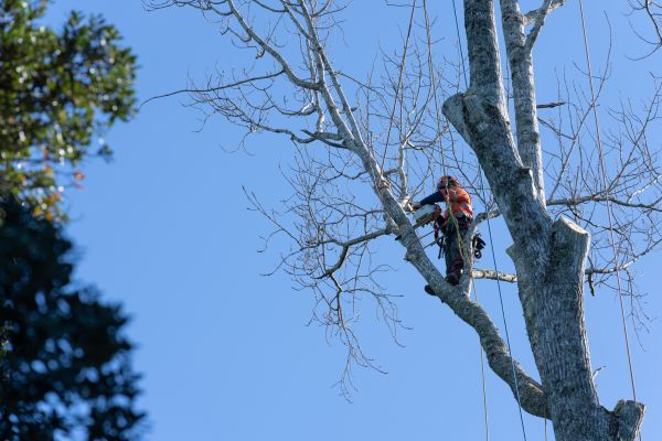 Tree Topping Service in Lancaster
