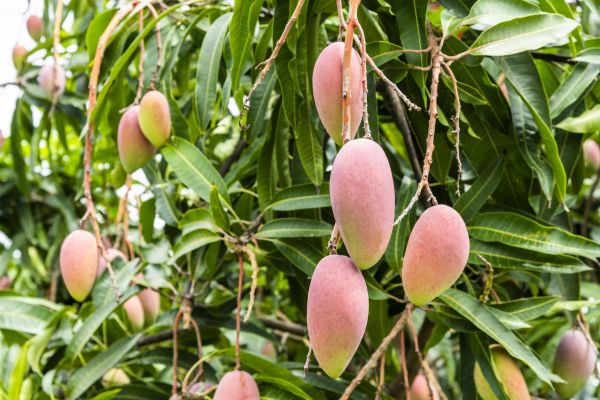 Mango Tree Trimming in Lancaster