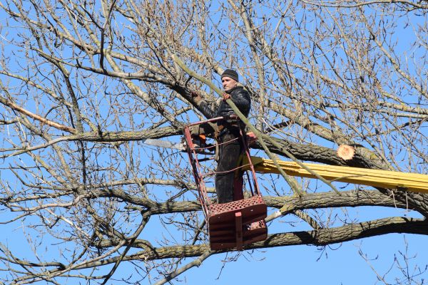 Emergency Tree Trimming in Lancaster
