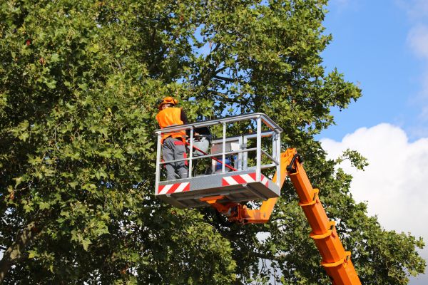 Commercial Tree Service in Lancaster