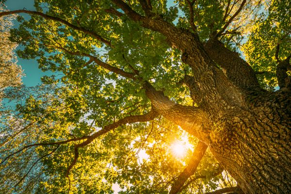 Cost of Oak Tree Pruning in Lancaster