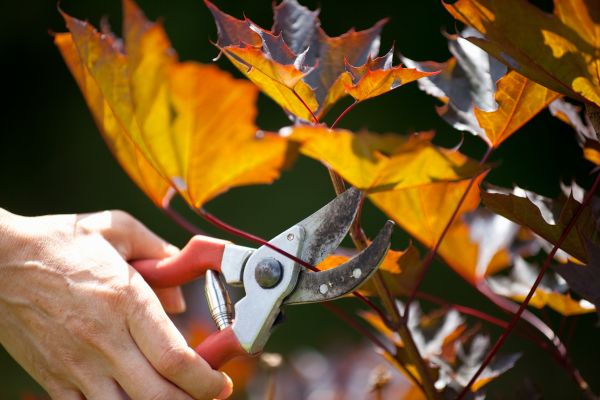 Cost of Maple Tree Pruning in Lancaster