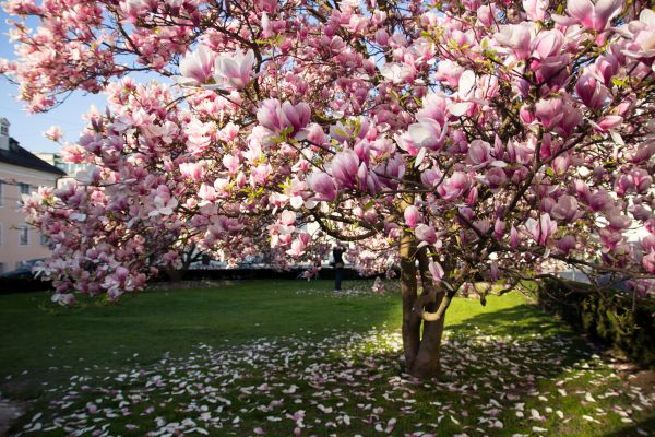 Magnolia Tree Pruning in Lancaster