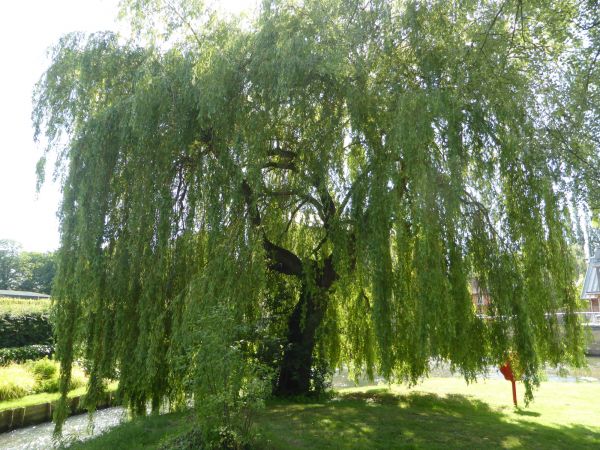 Willow Tree Trimming in Lancaster