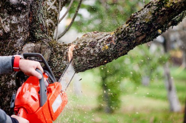 Cost of Tree Limbs Removal in Lancaster