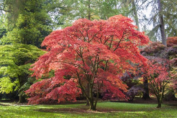 Japanese Maple Pruning in Lancaster