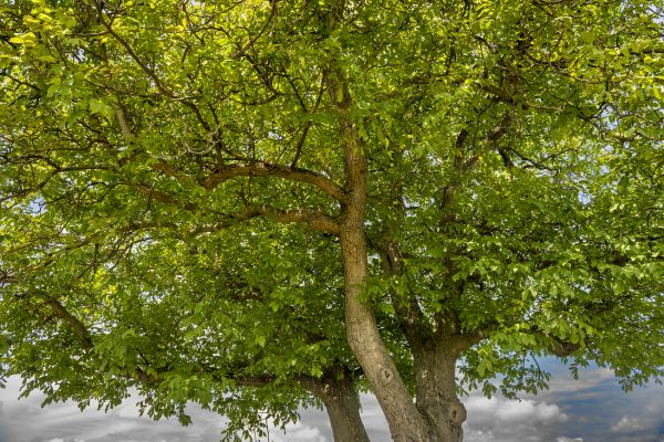 Walnut Tree Trimming in Lancaster