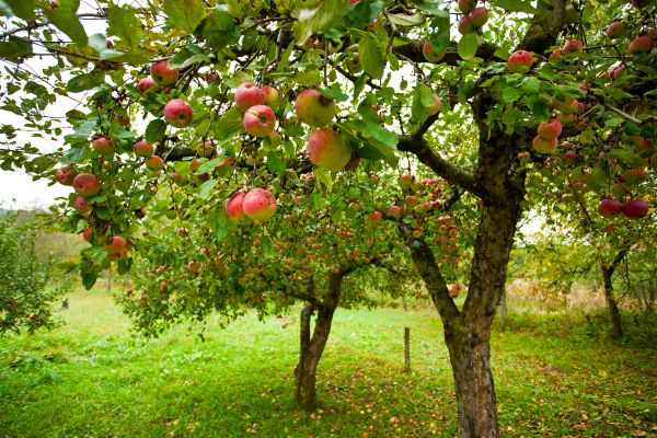 Apple Tree Pruning in Lancaster