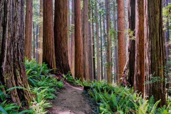 Redwood Tree Trimming in Lancaster