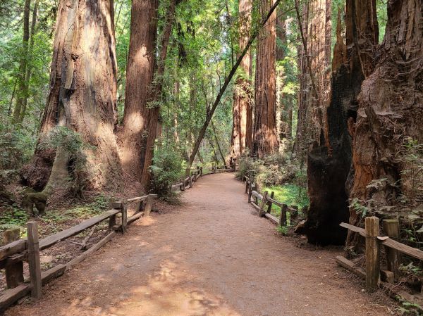 Redwood Tree Pruning in Lancaster