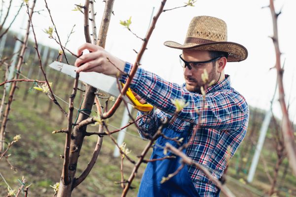 Orchard Tree Pruning in Lancaster