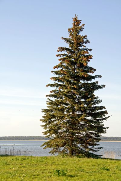 Spruce Tree Pruning in Lancaster