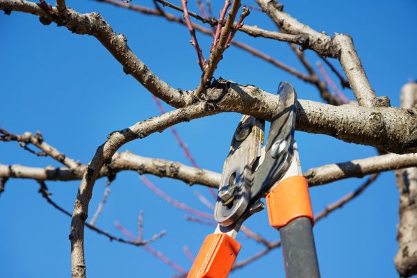 Peach Tree Trimming in Lancaster