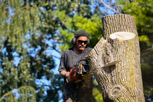 Ash Tree Pruning in Lancaster