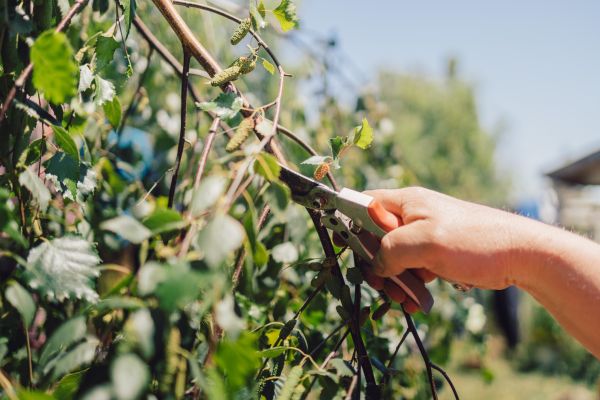 Birch Tree Pruning in Lancaster
