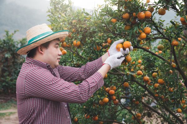 Orange Tree Pruning in Lancaster