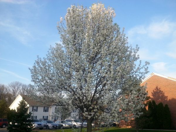Bradford Pear Tree Pruning in Lancaster