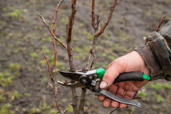 Cost of Pear Trees Pruning in Lancaster