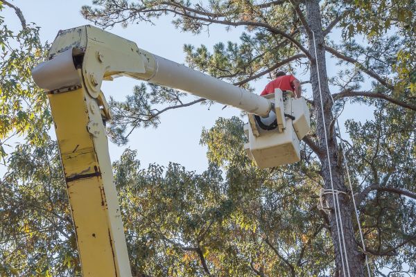 Limbs Trimming in Lancaster
