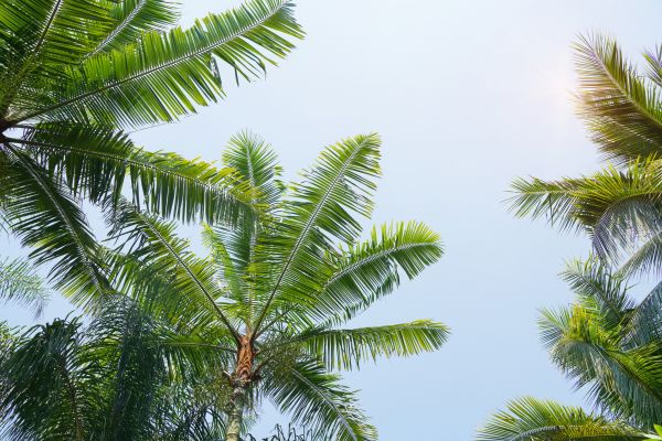 Queen Palm Tree Trimming in Lancaster