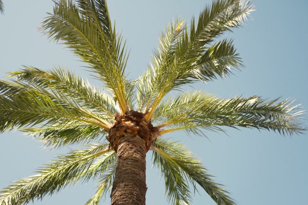 Queen Palm Pruning in Lancaster