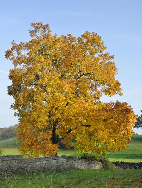 Hickory Tree Trimming in Lancaster