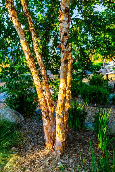River Birch Trimming in Lancaster