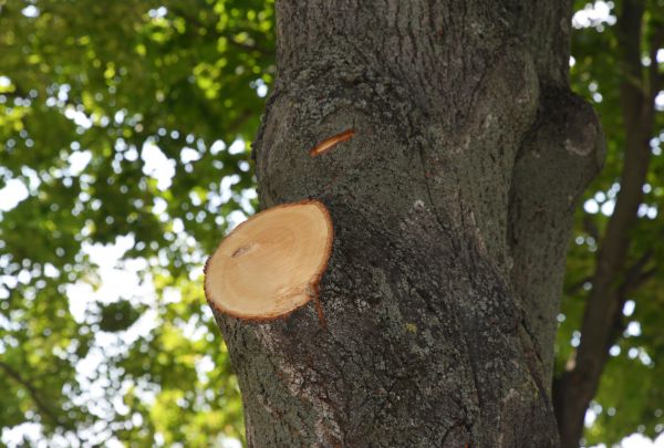 Limb Cutting in Lancaster