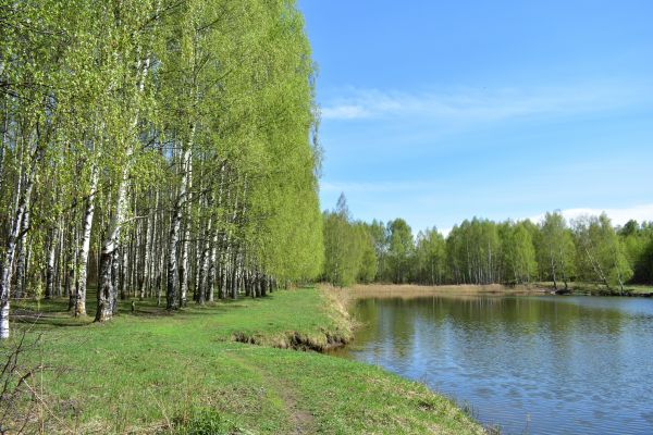 River Birch Pruning in Lancaster