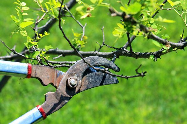 Branches Pruning in Lancaster
