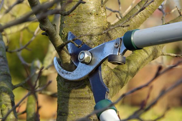 Tree Limb Trimming Service in Lancaster