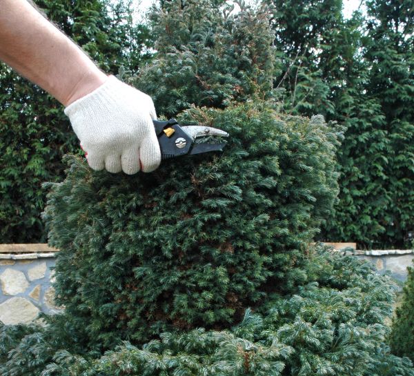 Ornamental Tree Trimming in Lancaster