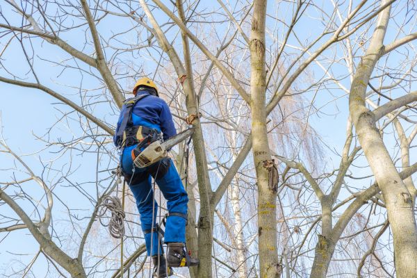 Large Tree Trimming in Lancaster