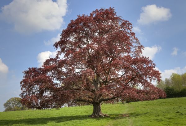 Beech Tree Pruning in Lancaster