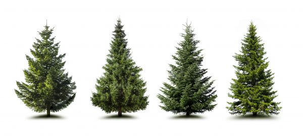 Cost of Pine Tree Trimming in Lancaster