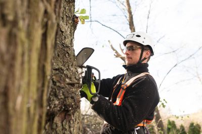 Arborist Consultation